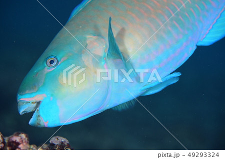 ハゲブダイ ハゲブダイ 49293324