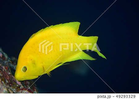 ギチベラ ギチベラ 49293329