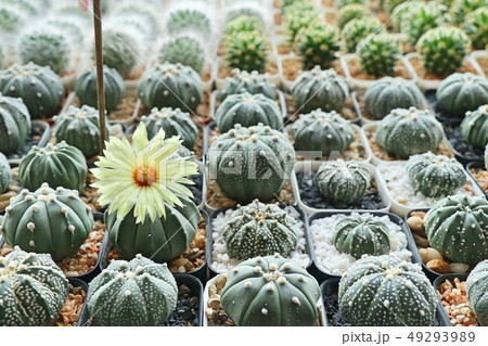 Beautiful cactus for sell 49293989