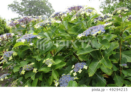 ・・～ 額紫陽花 ～・・　　・・oosimaryokuka・・ ・ ・ 49294215