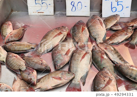 fresh fish in market 49294331