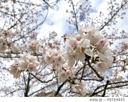 桜 桜 49294845