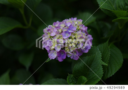 紫陽花(あじさい) 紫陽花(あじさい) 49294989