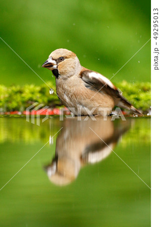 Beautiful songbird, Hawfinch, in water Beautiful songbird, Hawfinch, in water 49295013