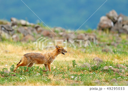 Golden jackal, Canis aureus, feeding scene Golden jackal, Canis aureus, feeding scene 49295033
