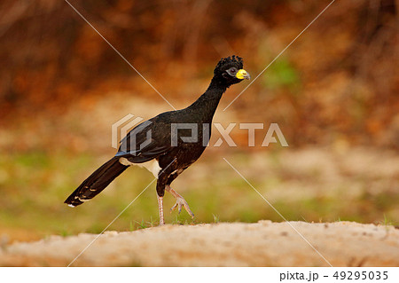 Curassow near the lake water 49295035
