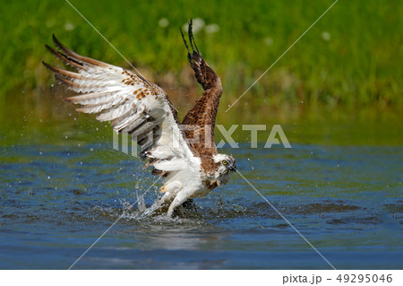 Flying osprey with fish. Action scene with bird Flying osprey with fish. Action scene with bird 49295046