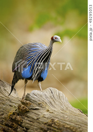 Vulturine guineafowl, Acryllium vulturinum Vulturine guineafowl, Acryllium vulturinum 49295053