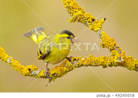 Eurasian Siskin, Carduelis spinus, on the branch 49295058