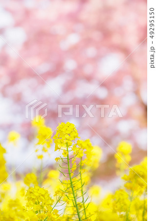 菜の花と桜の木 49295150