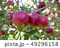 りんご（大紅栄）樹生り 49296158