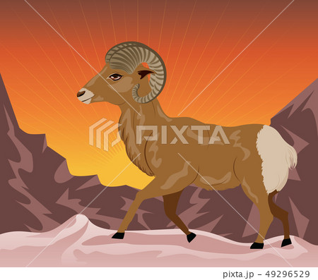 Wild Ram in the Mountains 49296529