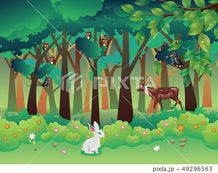 Summer Forest and Animals 49296563