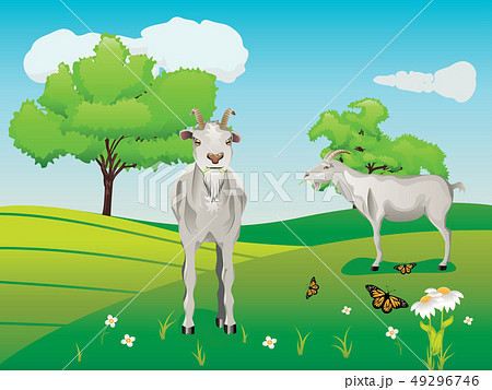 Goat and Green Lawn 49296746