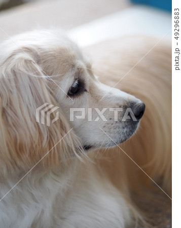 young cute lovely small size dirty crossbreed dog 49296883