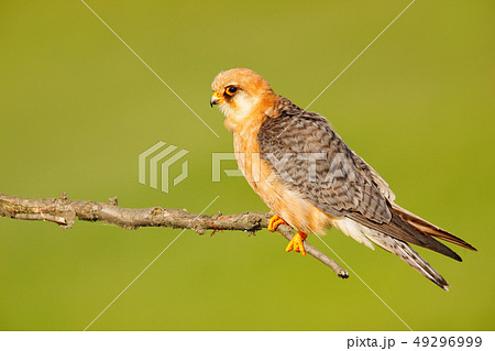 Red-footed Falcon, Falco vespertinus Red-footed Falcon, Falco vespertinus 49296999