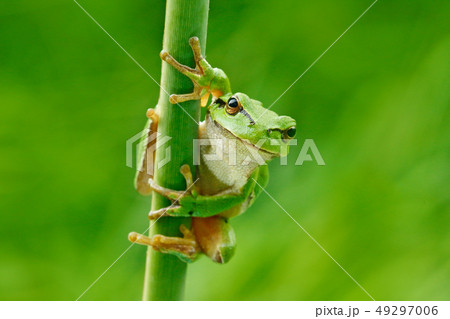 European tree frog, Hyla arborea, on grass straw 49297006