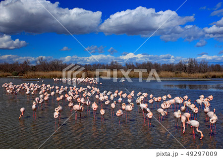 Flock of Greater Flamingo, Phoenicopterus ruber 49297009
