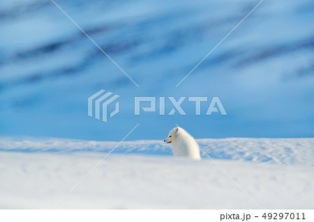 Polar fox in habitat, winter landscape, Svalbard 49297011