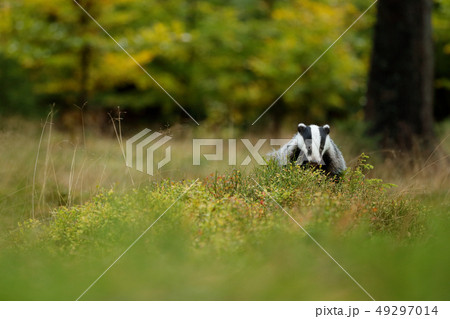 Badger in forest, animal in nature habitat 49297014