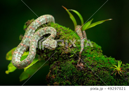 Eyelash Palm Pitviper, Bothriechis schlegeli Eyelash Palm Pitviper, Bothriechis schlegeli 49297021