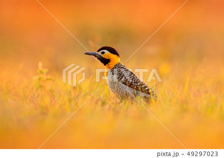 Bird, evening light in meadow. Brazil woodpecker 49297023