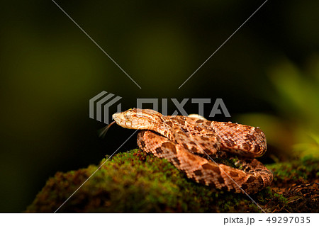 Poison snake Fer-de-lance in nature habitat Poison snake Fer-de-lance in nature habitat 49297035
