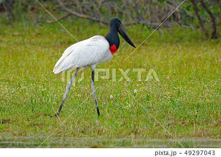 Jabiru, Jabiru mycteria, black and white bird 49297043