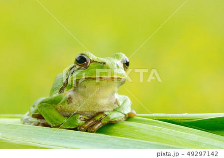 European tree frog, Hyla arborea, on grass straw European tree frog, Hyla arborea, on grass straw 49297142
