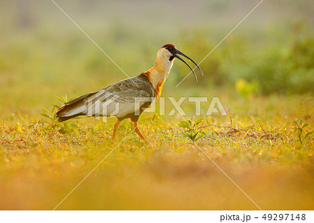 Buff-necked Ibis, Theristicus caudatus 49297148