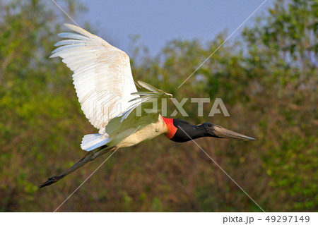 Jabiru mycteria, black and white bird in flight Jabiru mycteria, black and white bird in flight 49297149