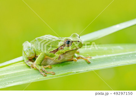 European tree frog, Hyla arborea, on grass straw 49297150