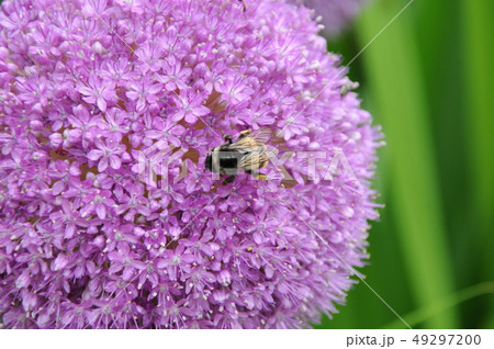 アリウム　ギガンチウムの花に停まるハナバチ 49297200
