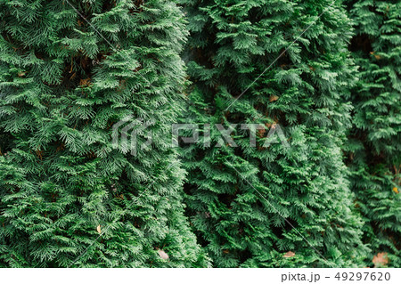 Background of green thuja branches, natural green Background of green thuja branches, natural green 49297620