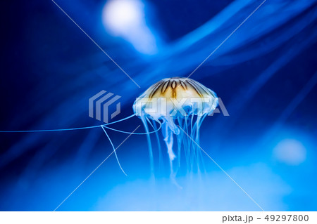 Beautiful jellyfish in the blue ocean 49297800