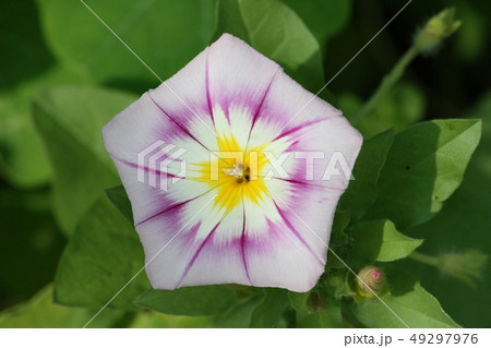 Convolvulus tricolor) pink, white, yellow Convolvulus tricolor) pink, white, yellow 49297976
