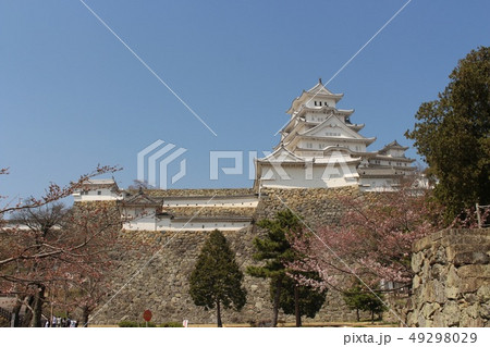 姫路城と桜 姫路城と桜 49298029
