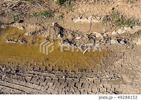 Tre track in the mud Tre track in the mud 49298152