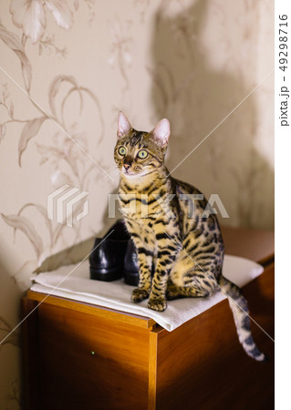 Beautiful homeless cat sitting on the bedside Beautiful homeless cat sitting on the bedside 49298716