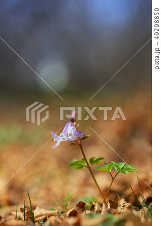 Violet spring flowers of corydalis 49298850