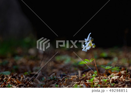Corydalis cava, violet spring flowers Corydalis cava, violet spring flowers 49298851