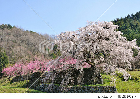 『桜』 ~又兵衛桜 『桜』 ~又兵衛桜 49299037