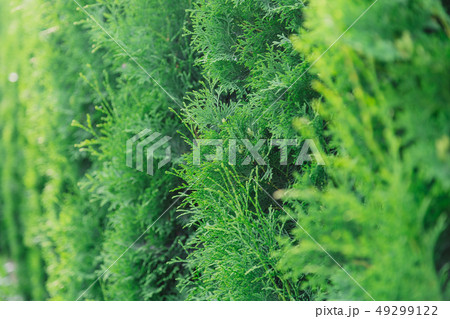 Background of green thuja branches, natural green Background of green thuja branches, natural green 49299122