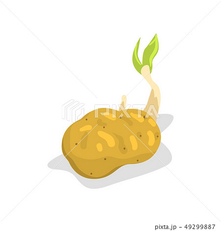 Potato With Green Sprout Healthy Organic Food のイラスト素材