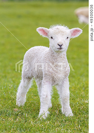 a very young, small lamb a very young, small lamb 49300036