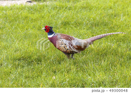 Common pheasant male Phasianus colchius 49300048