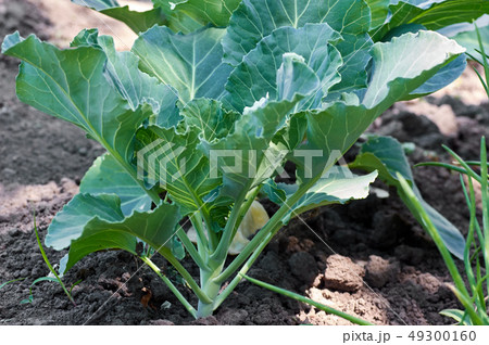 Closeup fresh green cabbage in vegetable garden 49300160