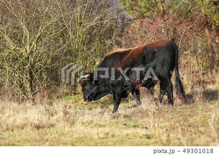 Aurochs Tauros - Bos primigenius Aurochs Tauros - Bos primigenius 49301018