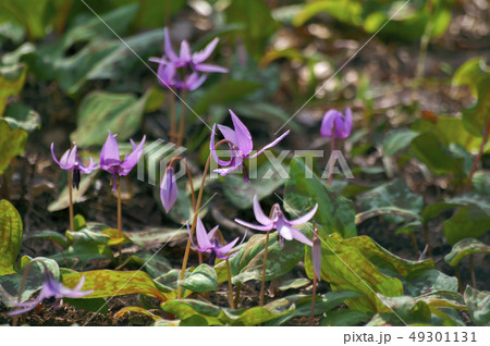 野山北公園のかたくりの花 野山北公園のかたくりの花 49301131