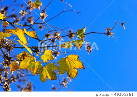 Yellow fall maple leafs over the blue sky. Yellow fall maple leafs over the blue sky. 49301261